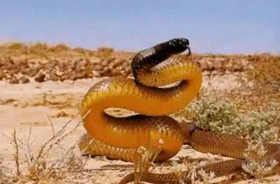 世界最毒的毒蛇第一名（解读世界十大毒蛇）