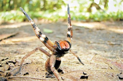 世界上最危险的蜘蛛（世界十大恐怖蜘蛛排行）第1张图片