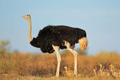 世界上最大的鸟（盘点世界上最大的10种鸟）第1张图片