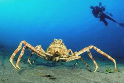 世界上最大的螃蟹排名前十：巨螯蟹排第一，雪蟹上榜！第1张图片