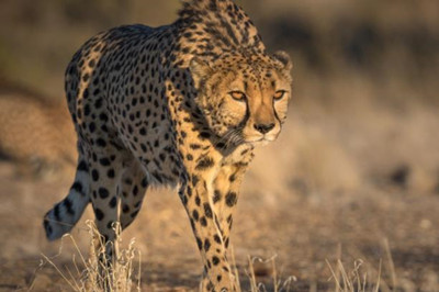 世界上跑得最快的十种动物：猎豹排第一，蜥蜴上榜！第1张图片