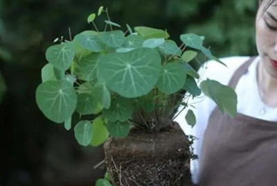最耐阴的十大室内植物：紫露兰排第一，山乌龟上榜！